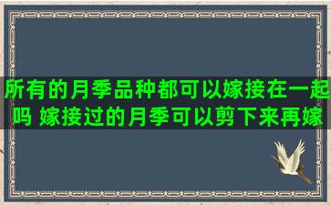 所有的月季品种都可以嫁接在一起吗 嫁接过的月季可以剪下来再嫁接吗